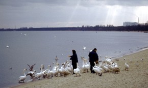 Zimujące nad morzem łabędzie pochłaniają co roku tony chleba
